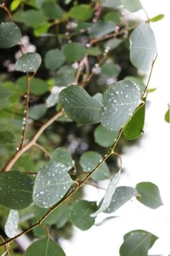 Lucky Country Cold Hardy Eucalyptus Tree (Eucalyptus Camphora) - 5 Gallon Pot -Flora Bloom Shop Eucalytptus Lucky Country BS