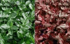 Purple Wintercreeper - Euonymus Fortunei Coloratus - 10 Pack Of Pint Pots -Flora Bloom Shop Euonymus Coloratus Purple Winter Creeper 50 1 2