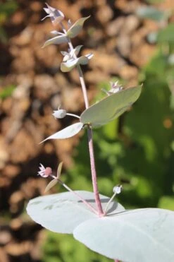 Maggie Cold Hardy Eucalyptus Tree (Eucalyptus Nova Anglica) - 2 Gallon Pot -Flora Bloom Shop Eusalyptus Maggie 1 500x750 4