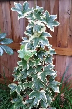 Angyo Star Fatshedera 1 Gallon Pot 7 Angyo Star Fatshedera 1 Gallon Pot -Flora Bloom Shop Fatshedera Angyo Star 3