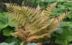 Autumn Fern (Dryopteris Erythrosora) - 10 Pack Of Quart Pots -Flora Bloom Shop Fern Autumn 1 1