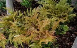 Autumn Fern (Dryopteris Erythrosora) - 10 Pack Of Quart Pots -Flora Bloom Shop Fern Autumn 2 1