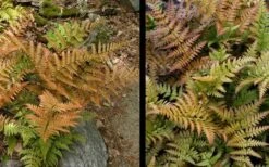 Autumn Fern (Dryopteris Erythrosora) - 5 Pack Of Quart Pots -Flora Bloom Shop Fern Autumn 4