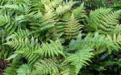 Autumn Fern (Dryopteris Erythrosora) - 5 Pack Of Quart Pots -Flora Bloom Shop Fern Autumn Summer