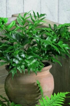 Japanese Holly Fern - Cyrtomium Falcatum 'Rochfordianum' - 2.5 Quart Pot -Flora Bloom Shop Fern Japanese Holly 8