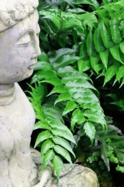 Japanese Holly Fern - Cyrtomium Falcatum 'Rochfordianum' - 2.5 Quart Pot -Flora Bloom Shop Fern Japanese Holly 9