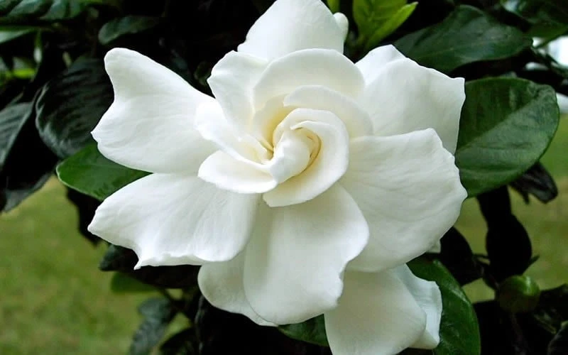 August Beauty Gardenia - 2.5 Quart Pot 5 August Beauty Gardenia - 2.5 Quart Pot - Image 5