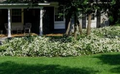 Radicans Creeping Dwarf Gardenia - 1 Gallon Pot 12 Radicans Creeping Dwarf Gardenia - 1 Gallon Pot -Flora Bloom Shop Gardenia Creeping 20 1