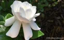 Crown Jewel Gardenia - 1 Gallon Pot -Flora Bloom Shop Gardenia Crown Jewel 4