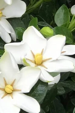 Hardy Fragrant Daisy Gardenia Bush - 6 Pack Of 1 Gallon Pots 10 Hardy Fragrant Daisy Gardenia Bush - 6 Pack Of 1 Gallon Pots -Flora Bloom Shop Gardenia Daisy 21 1