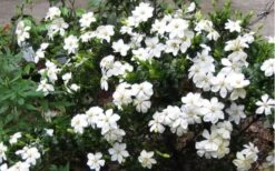 Hardy Fragrant Daisy Gardenia Bush - 1 Gallon Pot -Flora Bloom Shop Gardenia Daisy Blooms 2
