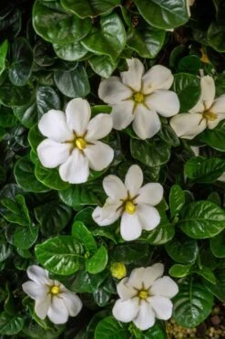 Diamond Spire Gardenia - 1 Gallon Pot -Flora Bloom Shop Gardenia Diamond Spire 2 2