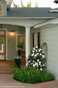 Diamond Spire Gardenia - 2 Gallon Pot -Flora Bloom Shop Gardenia Diamond Spire 5