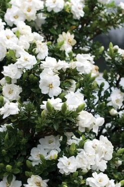 Double Mint Gardenia - 1 Gallon Pot -Flora Bloom Shop Gardenia Double Mint 2 3