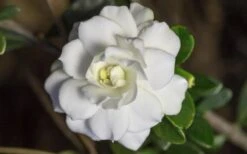 Double Mint Gardenia - 1 Gallon Pot -Flora Bloom Shop Gardenia Double Mint 6 3