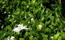 Double Mint Gardenia - 6 Pack Of 1 Gallon Pots 12 Double Mint Gardenia - 6 Pack Of 1 Gallon Pots -Flora Bloom Shop Gardenia Double Mint 7 1