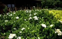 Double Mint Gardenia - 2 Gallon Pot 11 Double Mint Gardenia - 2 Gallon Pot -Flora Bloom Shop Gardenia Double Mint 8