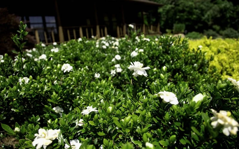 Double Mint Gardenia - 2 Gallon Pot 5 Double Mint Gardenia - 2 Gallon Pot - Image 5