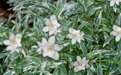 Variegated Creeping Dwarf Gardenia - 1 Gallon Pot -Flora Bloom Shop Gardenia Dwarf Radicans Variegated 3 2