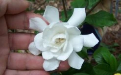 Fall In Love Cold Hardy Gardenia - 1 Gallon Pot 9 Fall In Love Cold Hardy Gardenia - 1 Gallon Pot -Flora Bloom Shop Gardenia Fall In Love
