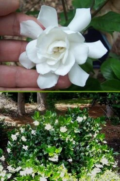Fall In Love Cold Hardy Gardenia - 1 Gallon Pot 10 Fall In Love Cold Hardy Gardenia - 1 Gallon Pot -Flora Bloom Shop Gardenia Fall In Love BS
