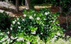 Fall In Love Cold Hardy Gardenia - 1 Gallon Pot 11 Fall In Love Cold Hardy Gardenia - 1 Gallon Pot -Flora Bloom Shop Gardenia Fallin In Love Shrub