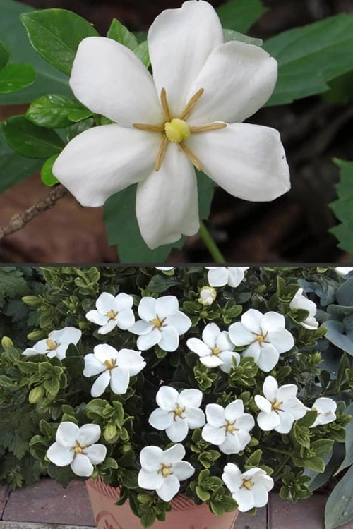 Hardy Fragrant Daisy Gardenia Bush - 3 Gallon Pot 6 Hardy Fragrant Daisy Gardenia Bush - 3 Gallon Pot - Image 6