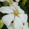 Heaven Scent Gardenia - 6 Pack Of 1 Gallon Pots