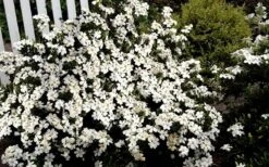 Heaven Scent Gardenia - 1 Gallon Pot 9 Heaven Scent Gardenia - 1 Gallon Pot -Flora Bloom Shop Gardenia Heaven Scent 17 1