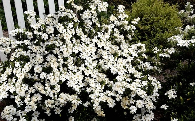 Heaven Scent Gardenia - 1 Gallon Pot 5 Heaven Scent Gardenia - 1 Gallon Pot - Image 5