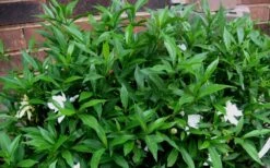 Radicans Creeping Dwarf Gardenia - 6 Pack Of 1 Gallon Pots 14 Radicans Creeping Dwarf Gardenia - 6 Pack Of 1 Gallon Pots -Flora Bloom Shop Gardenia Radicans 53