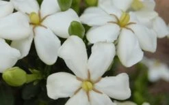 ScentAmazing Gardenia - 2 Gallon Pot 9 ScentAmazing Gardenia - 2 Gallon Pot -Flora Bloom Shop Gardenia Scentamazing 20 1