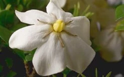 ScentAmazing Gardenia - 2 Gallon Pot 11 ScentAmazing Gardenia - 2 Gallon Pot -Flora Bloom Shop Gardenia Scentamazing Closeup 1
