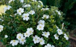 ScentAmazing Gardenia - 1 Gallon Pot 10 ScentAmazing Gardenia - 1 Gallon Pot -Flora Bloom Shop Gardenia Scentamazing Shrub