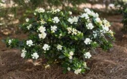 Sweet Tea Gardenia - 3 Gallon Pot 8 Sweet Tea Gardenia - 3 Gallon Pot -Flora Bloom Shop Gardenia Sweet Tea 5