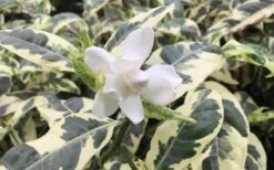 Variegated Gardenia - 1 Gallon Pot -Flora Bloom Shop Gardenia Variegated 1