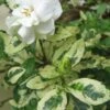 Variegated August Beauty Gardenia - 3 Gallon Pot