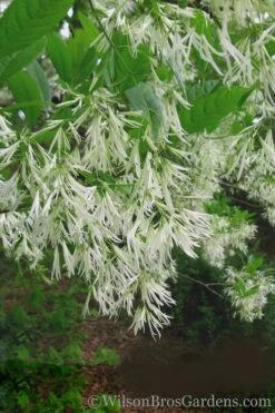 Grancy Graybeard - White Fringe Tree - 3 Gallon Pot 15 Grancy Graybeard - White Fringe Tree - 3 Gallon Pot -Flora Bloom Shop Grancy Graybeard Tree 30