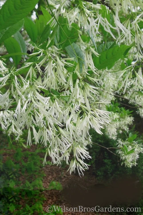 Grancy Graybeard - White Fringe Tree - 3 Gallon Pot 6 Grancy Graybeard - White Fringe Tree - 3 Gallon Pot - Image 6