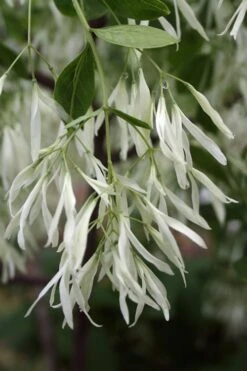 Grancy Graybeard - White Fringe Tree - 3 Gallon Pot 14 Grancy Graybeard - White Fringe Tree - 3 Gallon Pot -Flora Bloom Shop Grancy Graybeard Tree 32