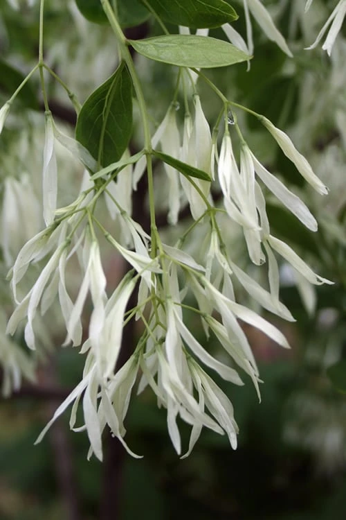 Grancy Graybeard - White Fringe Tree - 3 Gallon Pot 5 Grancy Graybeard - White Fringe Tree - 3 Gallon Pot - Image 5