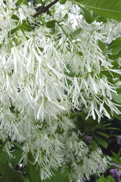 Grancy Graybeard - White Fringe Tree - 3 Gallon Pot 1 Grancy Graybeard - White Fringe Tree - 3 Gallon Pot