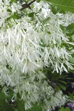 Grancy Graybeard - White Fringe Tree - 7 Gallon Pot (2-3')