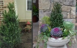 Pyramidal Compacta Japanese Holly - 3 Gallon Pot -Flora Bloom Shop Holly Compacta Pyramidal 2