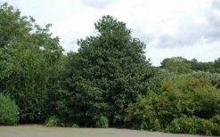 Emily Bruner Pyramidal Holly - 3 Gallon Pot -Flora Bloom Shop Holly Emily Bruner 2