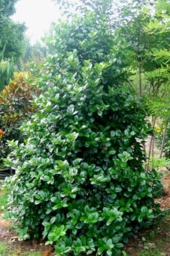 Emily Bruner Pyramidal Holly - 3 Gallon Pot -Flora Bloom Shop Holly Emily Bruner 3