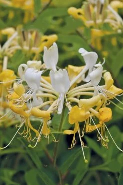 Scentsation Fragrant Yellow Honeysuckle - Lonicera Periclymenum - 1 Gallon Pot -Flora Bloom Shop Honeysuckle Scentsation 1