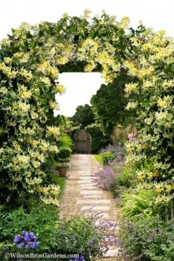 Scentsation Fragrant Yellow Honeysuckle - Lonicera Periclymenum - 1 Gallon Pot -Flora Bloom Shop Honeysuckle Scentsation 10