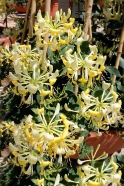 Scentsation Fragrant Yellow Honeysuckle - Lonicera Periclymenum - 1 Gallon Pot -Flora Bloom Shop Honeysuckle Scentsation 2