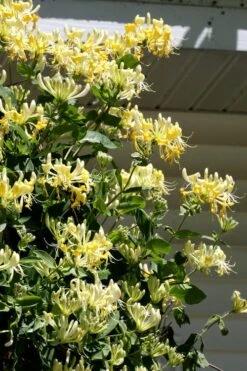 Scentsation Fragrant Yellow Honeysuckle - Lonicera Periclymenum - 1 Gallon Pot -Flora Bloom Shop Honeysuckle Scentsation 3